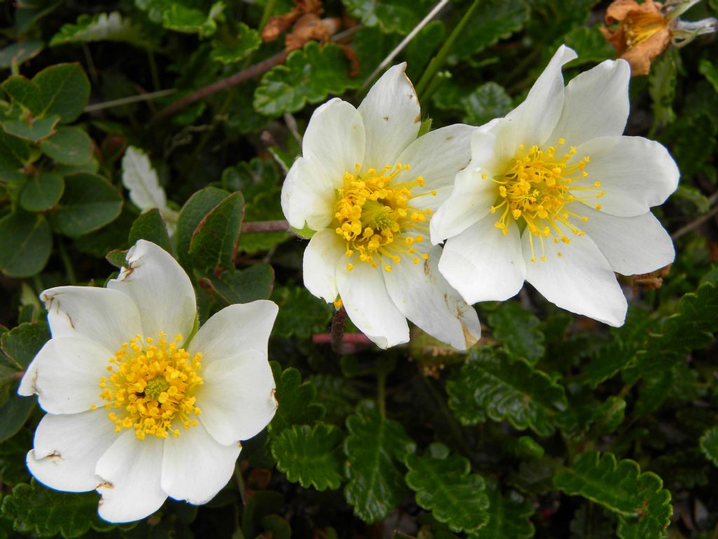 Fiore di montagna - Pulsatilla alpina